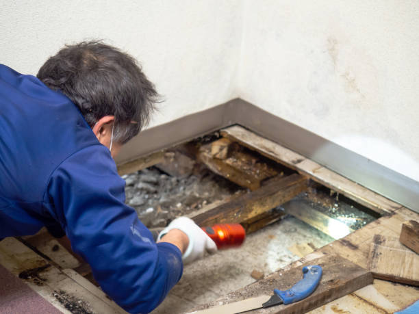 Best Post-Flood Mold Remediation in Mcmurray, PA