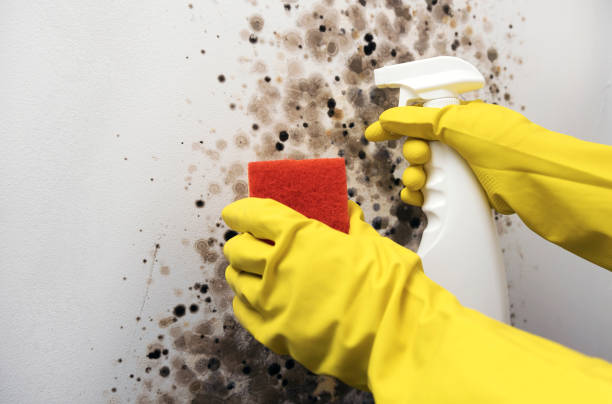 Best DIY Mold Remediation Support Services in Mcmurray, PA