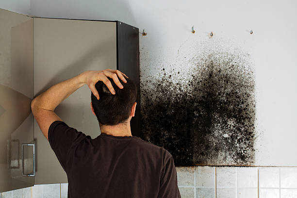Best Residential Mold Remediation in Mcmurray, PA
